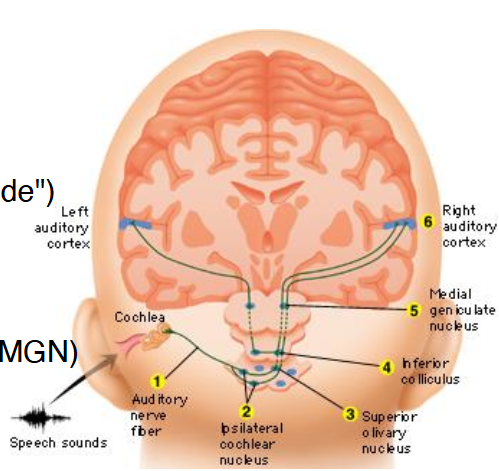 <p><span>After cochlea -&gt; Brain structures</span></p>