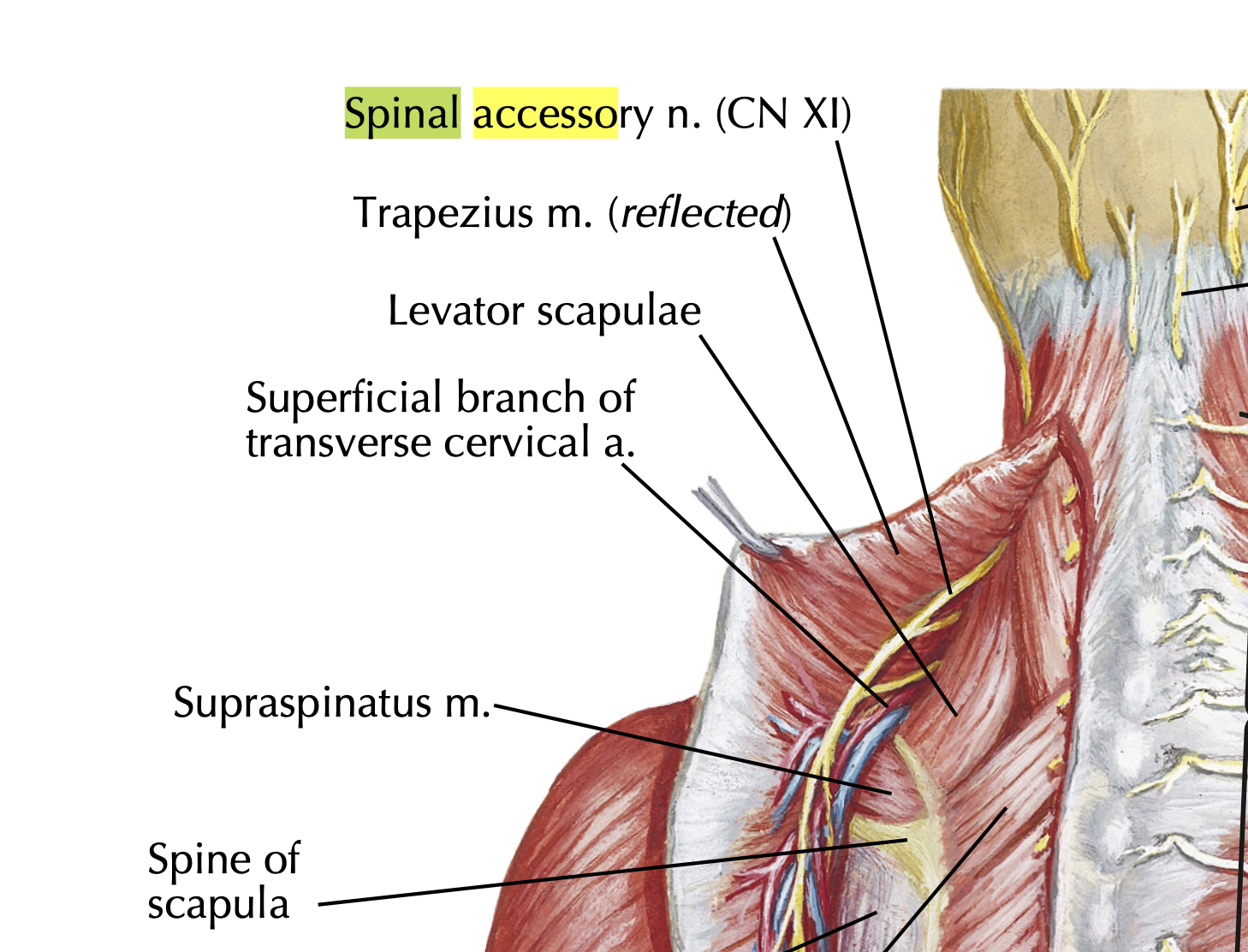 <p>Spinal accessory nerve (CN XI)</p>