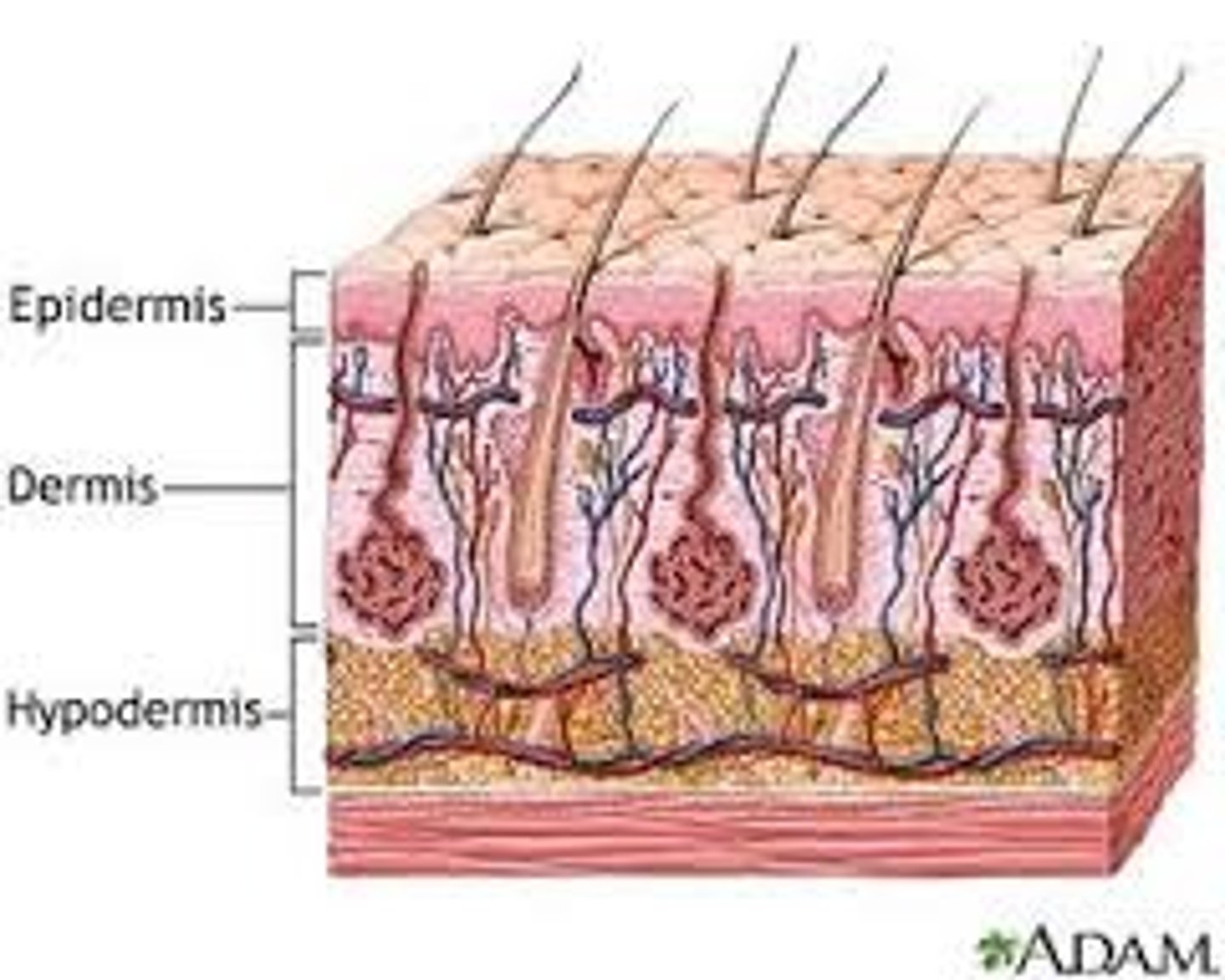 <p>epidermis, dermis and hypodermis</p>