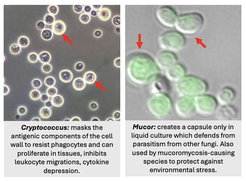 <p>2 types of extrahyphal matrix (capsule in cell wall) of yeasts</p>