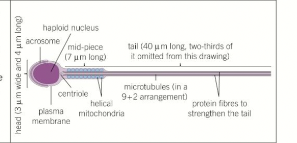 <ul><li><p>male gametes </p></li><li><p>function: deliver genetic information to the female gamete- the ovum or egg</p></li><li><p>capable of movement </p></li><li><p>have a flagellum </p></li><li><p>contain many mitochondria</p></li><li><p>acrosome- contains digestive enzymes- released to digest the protective layers around the ovum- penetration &gt; fertilisation </p></li></ul>