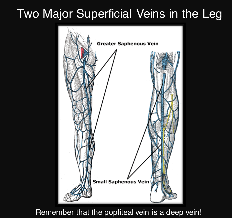 <p>great saphenous vein and small saphenous vein</p>