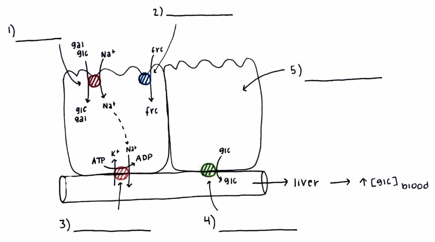 <p><u>Monosaccharide Absorption</u></p><p>What is 3)?</p><p>What does it do?</p>