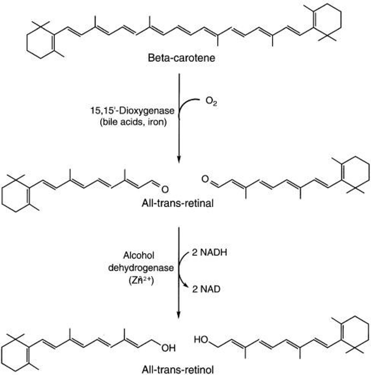 <p>Provitamin A converted to vitamin A in the body.</p>