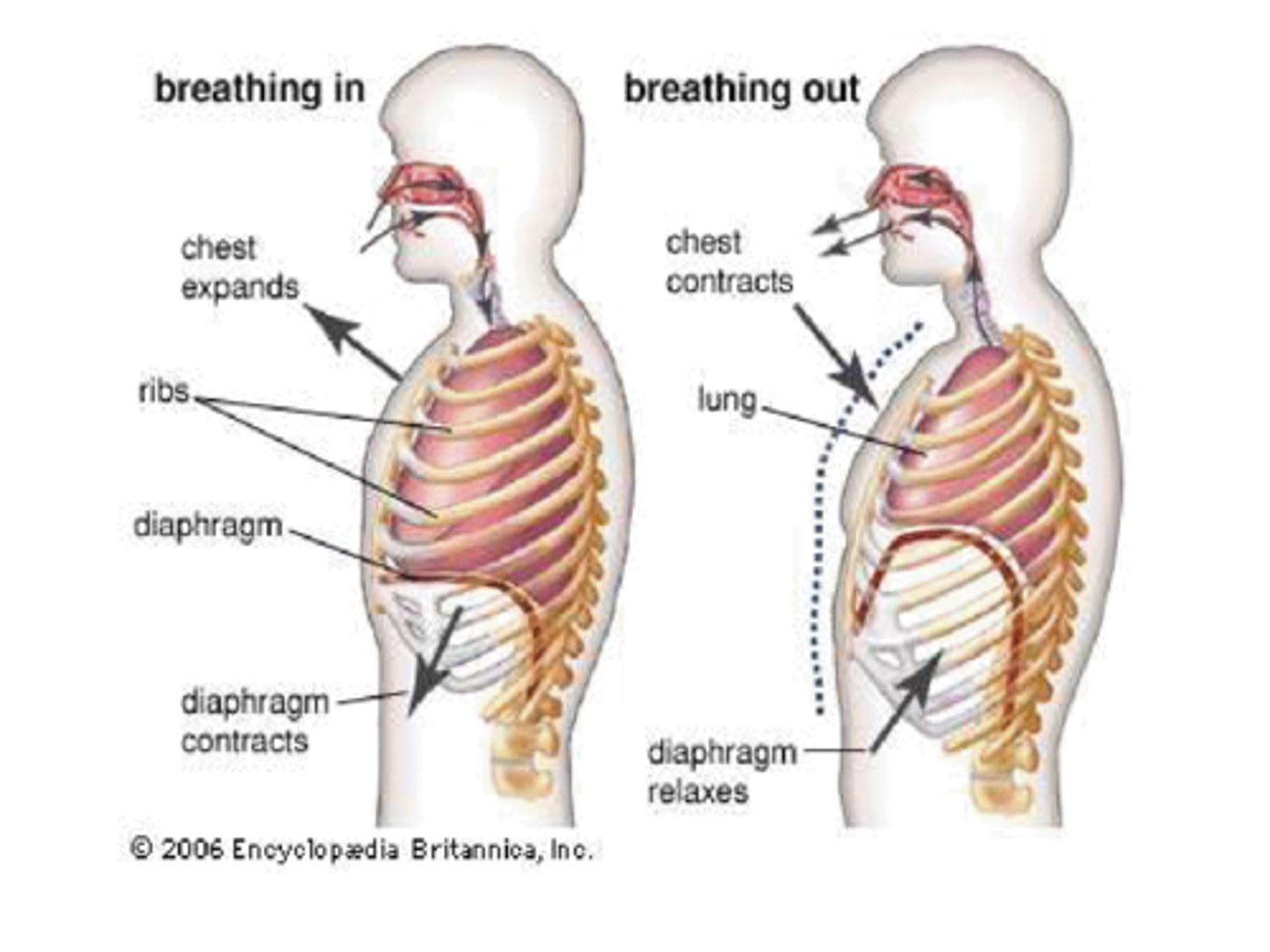 <p>Air flows out of the lungs</p><p>- More passive process</p><p>- Relies on elasticity</p><p>- Muscles relax</p><p>- Affected by asthma, bronchitis, and pneumonia</p><p>- May need forced exhalation</p>