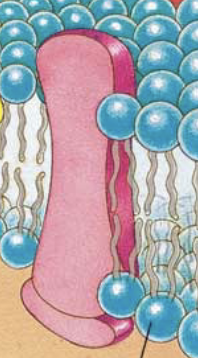 <p>What is this called? &amp; the Function of it</p>