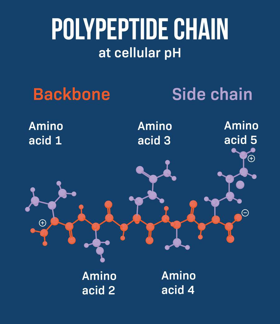 <p>The protein backbone, also known as the peptide backbone, is the fundamental structural framework of proteins. It consists of a continuous chain of amino acid residues linked together by peptide bonds, forming the primary structure of a protein molecule.</p><ul><li><p>The protein backbone is composed of a repeating pattern of nitrogen, carbon, and oxygen atoms, with the side chains of the amino acids protruding from the backbone.</p></li></ul><p></p>