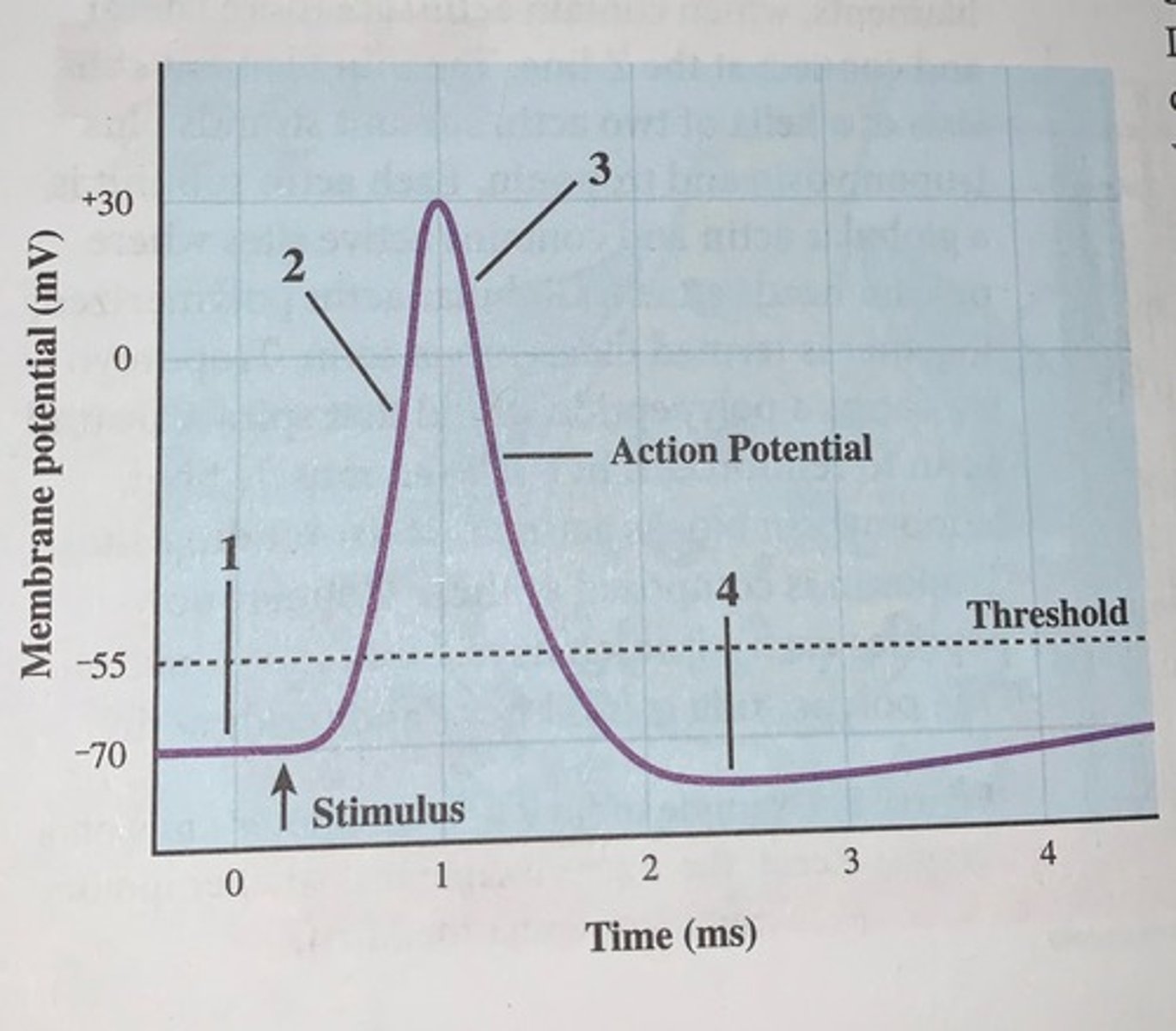 <p>voltage changes over time at a given point inside an axon during the course of an action potential</p><p>1. resting state = no ions move through voltage-gated channels</p><p>2. depolarization = caused by Na+ flowing into the cell</p><p>3. repolarization = caused by K+ flowing out of the cell</p><p>4. hyperpolarization = caused by K+ continuing to leave the cell</p>