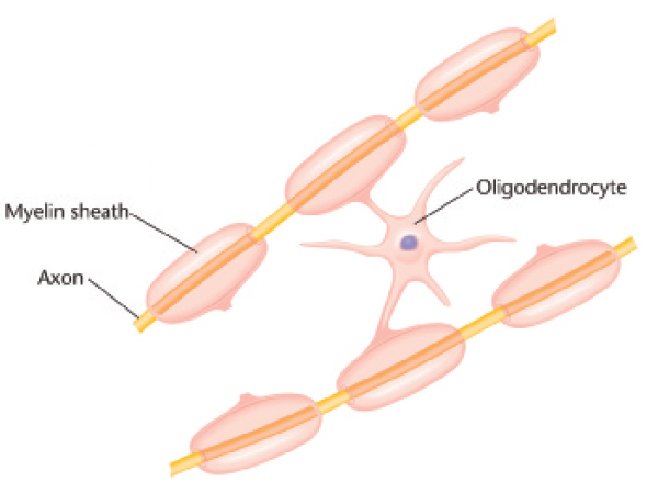 <p>levering van voedingstoffen aan en bouwen<span><span>&nbsp;</span></span><em>myelineschede </em>rondom axonen in centraal zenuwstelsel<br>→<span><span>&nbsp;</span></span>reageren op neurale activiteit door <em>schedes</em> aan te passen, waardoor timing van reacties uit axonen wordt aangepast (betrokken bij leren &amp; geheugen)</p><p></p>