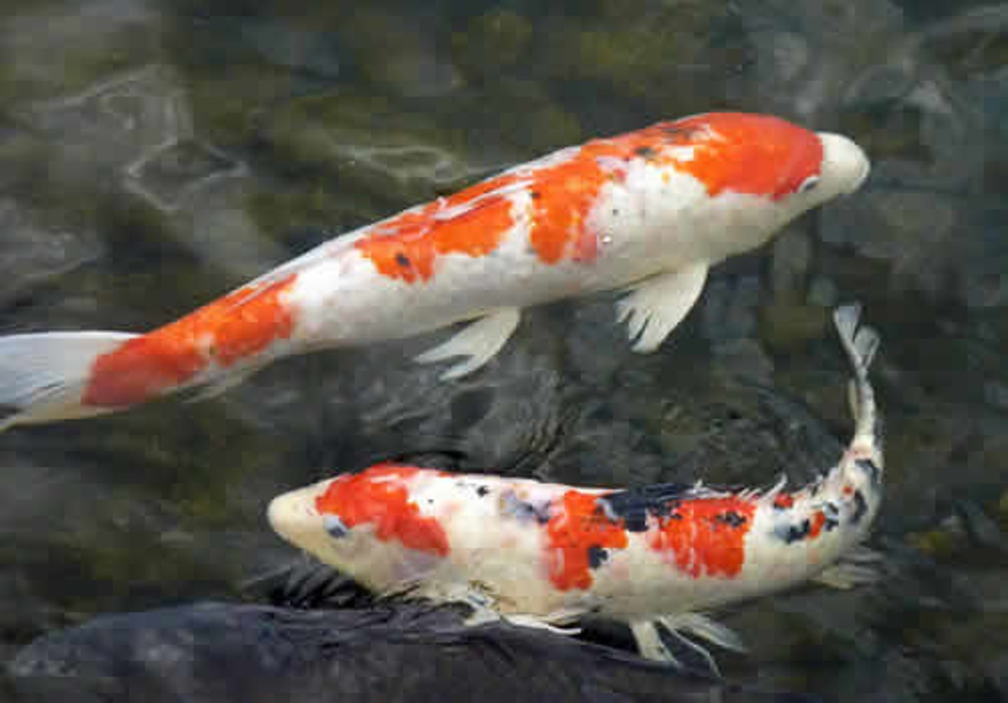 <p>koi</p>
