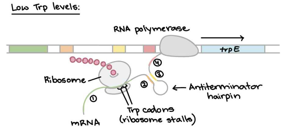 <ul><li><p>Ribosomes stall at the tryptophan codons in the leader sequence</p></li><li><p>Forms an <strong>anti-terminator hairpin</strong> in the mRNA, enabling RNA polymerase to <strong>continue</strong> transcription</p></li><li><p><strong>RESULT → </strong>Structural genes are <strong>fully </strong>transcribed and tryptophan synthesis enzymes <strong><u>ARE</u></strong> produced</p></li></ul><p></p>