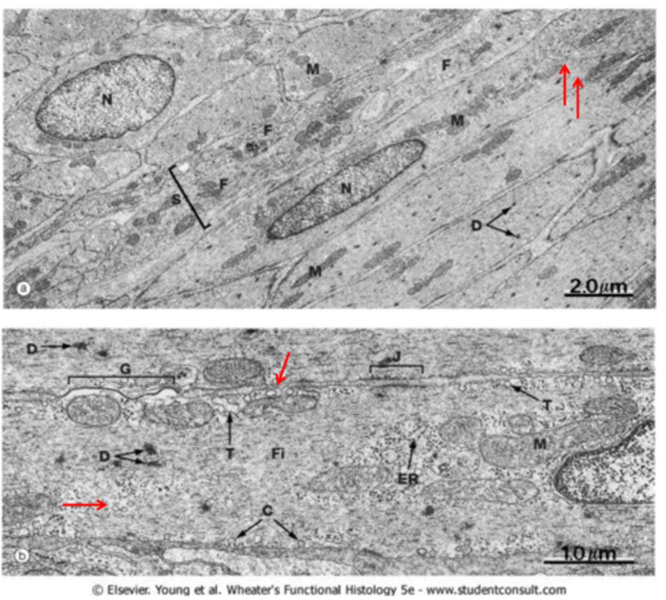 <p>- elongated shape</p><p>- lack of striations</p><p>- presence of dense bodies (D) which anchor actin filaments. Like cardiac Z-lines, theseare mainly composed of the protein a actinin</p><p>- presence of a endoplasmic/sarcoplasmic reticulum (ER) which stores Ca2+</p><p>- gap junctions between cells through which current an small molecules can flow from one cells to another</p><p>- higher ratio of aactin to myosin compared to striated muscle</p>