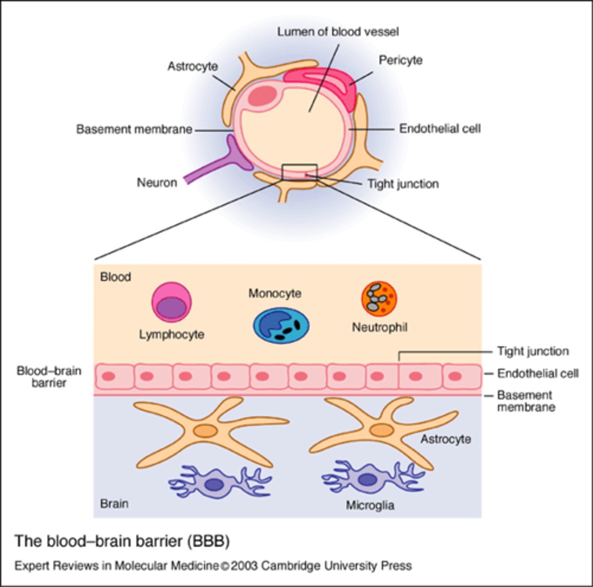 <p>- made of endothelial cells</p><p>- the brain is protected against surging fluctuations in the content of many constituents of the blood</p><p>- there is not a single barrier; there are many different systems that exist for excluding substances from blood to the brain (i.e. morphological and functional characteristics of brain capillaries; they differ from those of other organs)</p>