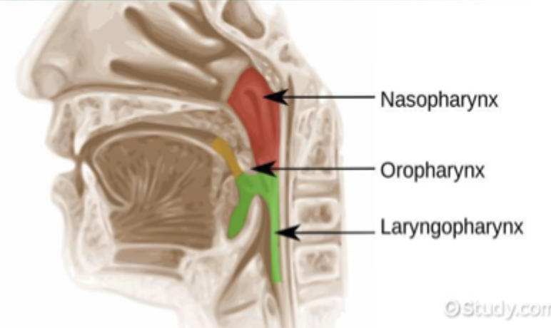 <p>•nasopharynx</p><p>•oropharynx</p><p>•laryngopharynx</p>