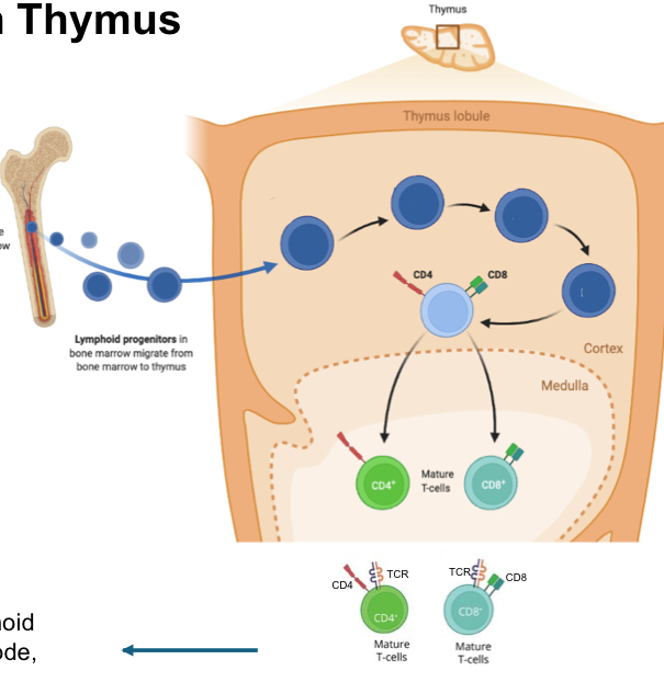 <p>Describe T cell development in thymus</p>