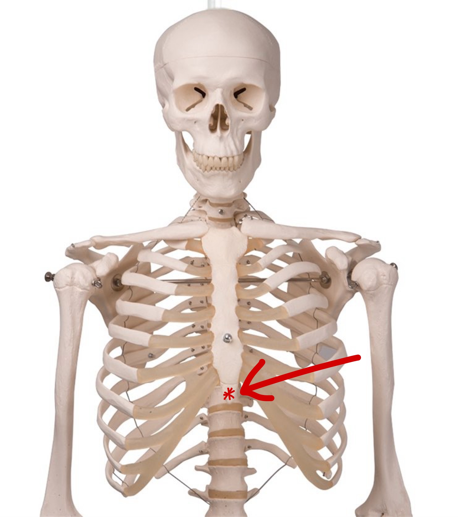 <p>Name this structure</p>