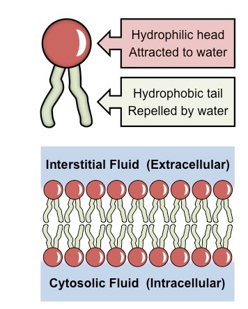 <p>Phospholipid bilayer</p><p>-phospholipids spontaneously arrange to form a bilayer in the presence of water.</p><p>-The water loving heads face outwards to interact with the polar liquid environments (mostly water), while the water fearing (or lipophilic) tails face inwards.</p>