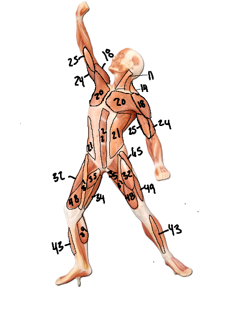 <p>What muscle is labeled 14</p>