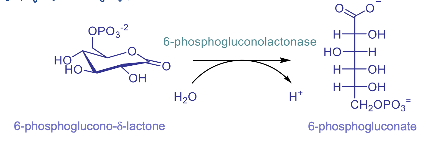 <ul><li><p>catalyzed by 6-phosphogluconolactonase and involves H2O to H<sup>+</sup></p></li><li><p>ring-opening step</p></li><li><p>enzyme not acc needed for this step but helps to speed it up</p></li></ul>