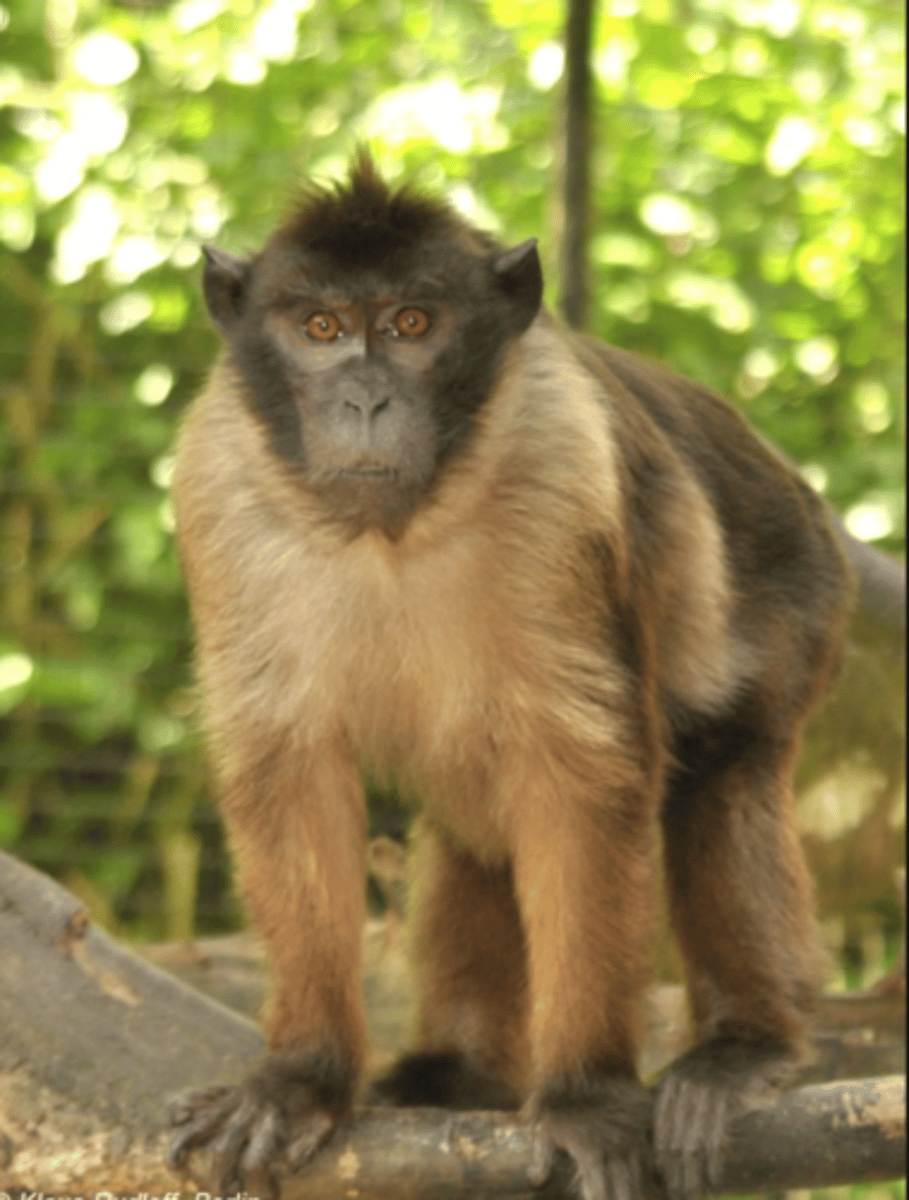 <p>Pagai Island macaque</p>