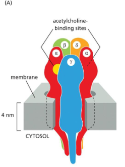 <p>acetylcholine, excitatory transmitter-gated cation channels</p><ul><li><p>The acetylcholine Receptor has two alpha and three other subunits. The gate is made by the hydrophobic side chains of five leucine amino acids</p></li><li><p>When two acetylcholines bind the two alpha-subunits, a conformational change opens the channels for the through-traffic of Na+ and K+, together with some Ca2+</p></li></ul><p></p>
