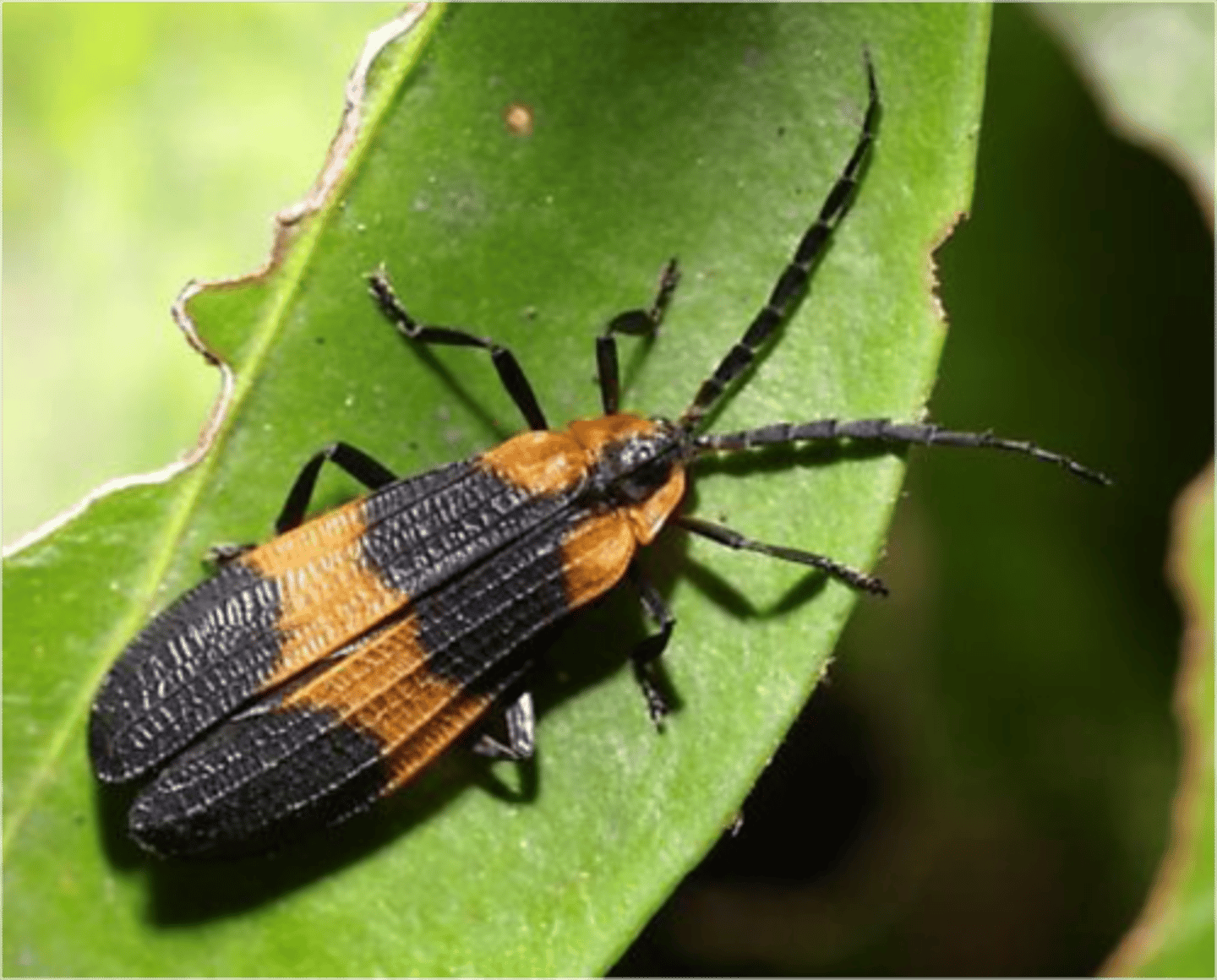 <p>Net winged beetles</p>