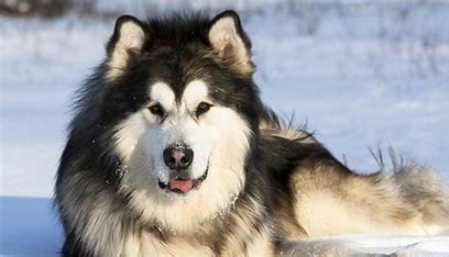 <p>OKKk so when you think Alaskan you think cold right so they have to be fat to retain heat and have tons of furrrrrrrr</p>