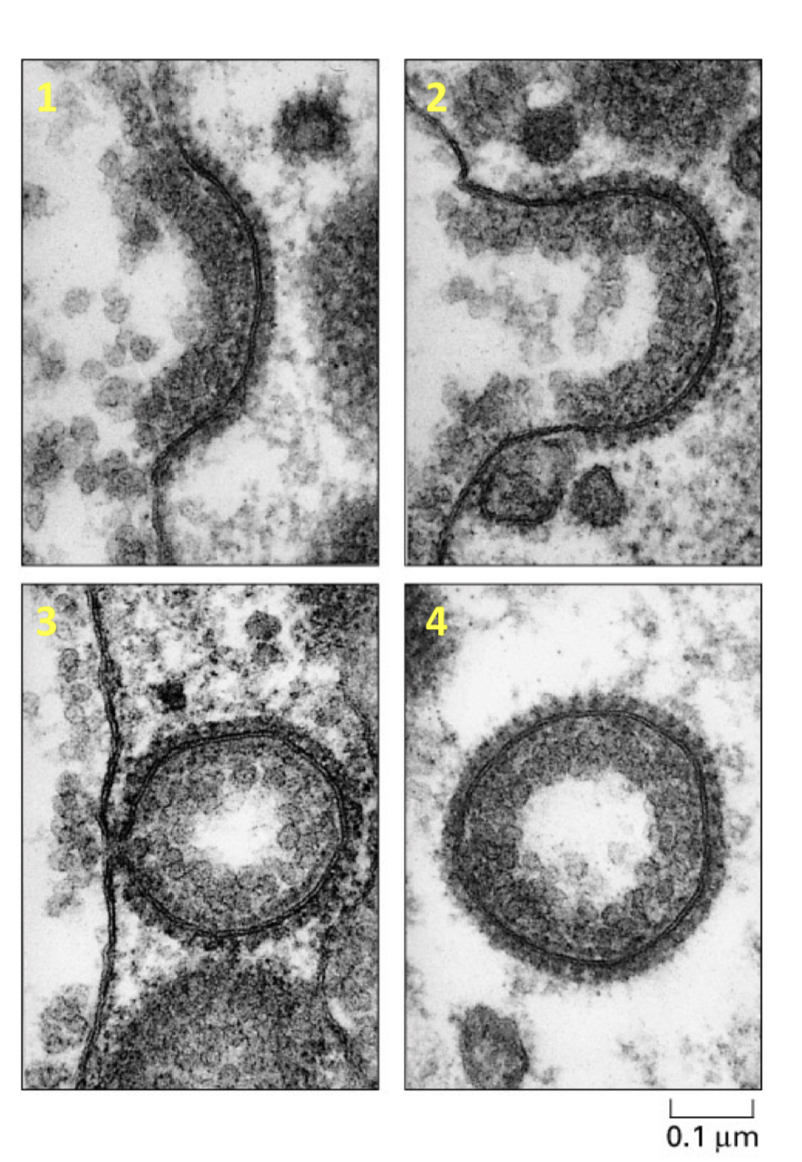 <ul><li><p>the binding of the ligands to transmembrane receptors on the cell surface</p><ul><li><p>clathrin coat adaptor proteins (AP2)</p></li><li><p>receptors, adaptor proteins, PIP2</p></li><li><p>interact with coat proteins in newly forming pits</p></li><li><p>invaginate and ultimately the vesicle is released inside the cell</p></li><li><p>arent taken up very often</p></li></ul></li></ul><p></p>
