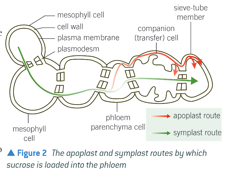 <ul><li><p>Passive route (uses diffusion) </p></li><li><p>Sucrose moves thru plasmodesmata down conc. g. </p></li><li><p>Sucrose ends up in sieve elements & water follows by osmosis</p></li><li><p>Creates a pressure of water that moves sucrose thru phloem by mass flow</p></li></ul><p></p>