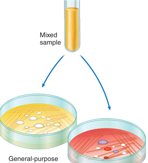 Type of Culture Media

\
Allows multiple types of bacteria to grow but displays visible differences in how they grow

\
Ex.

Spirit Blue Agar

Starch Agar

Skim Milk Agar