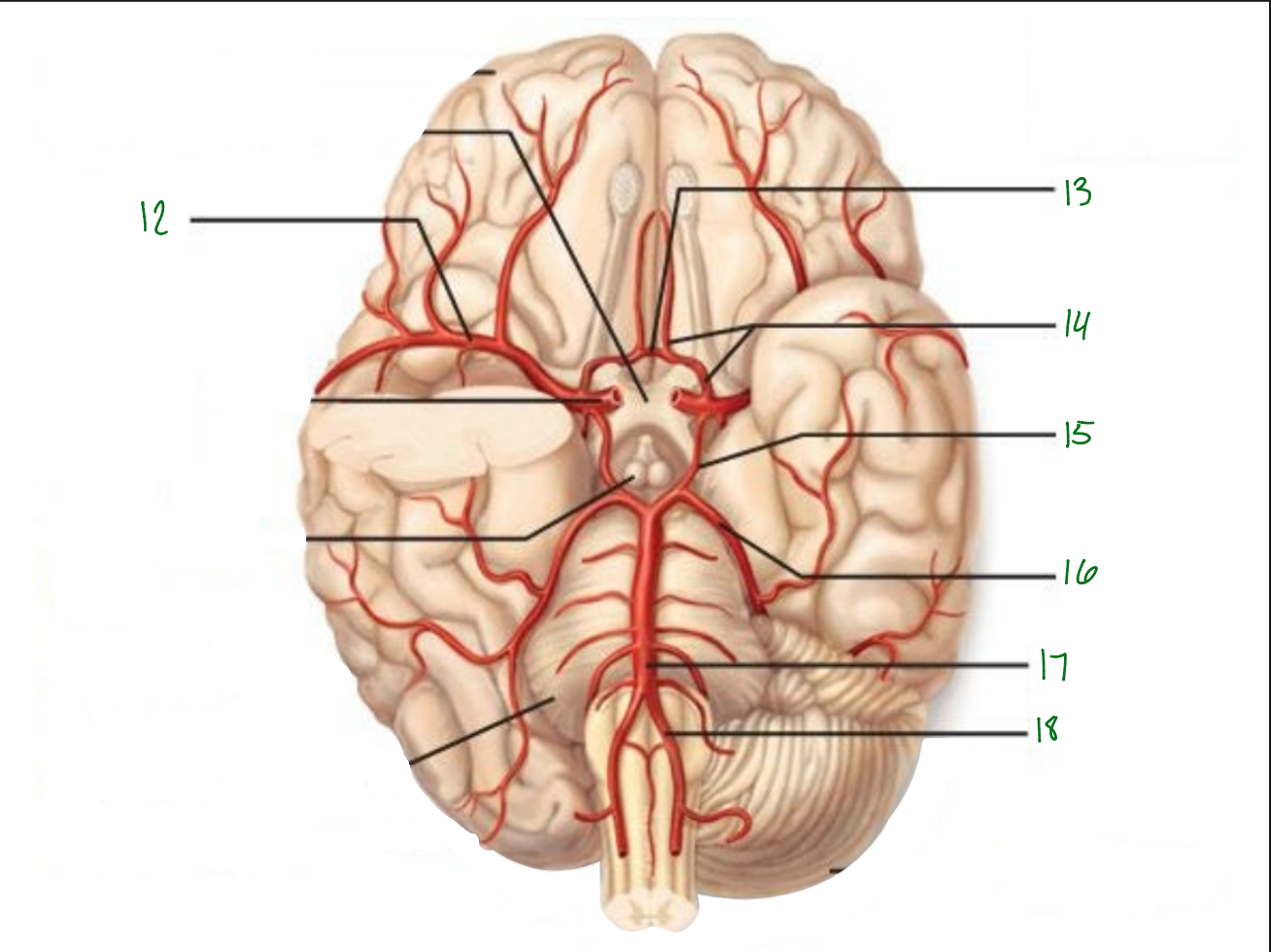 <p>What artey is 15 pointing to?</p>