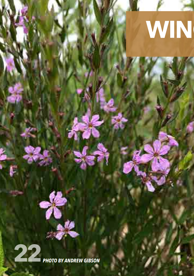 <p>Loosestrife; Lythraceae</p>