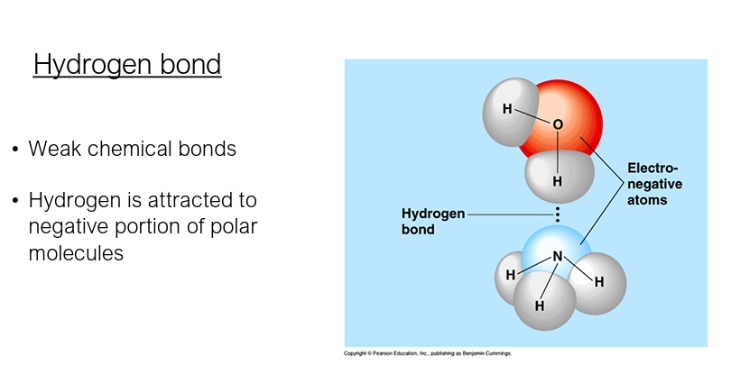 <p>• Weak chemical bonds</p><p> • Hydrogen is attracted to negative portion of polar molecules</p>