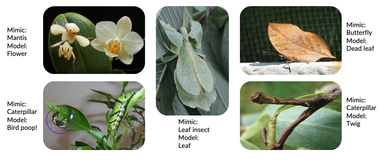 EX: prey defenses - mimicry (both Batesian and Mullerian)