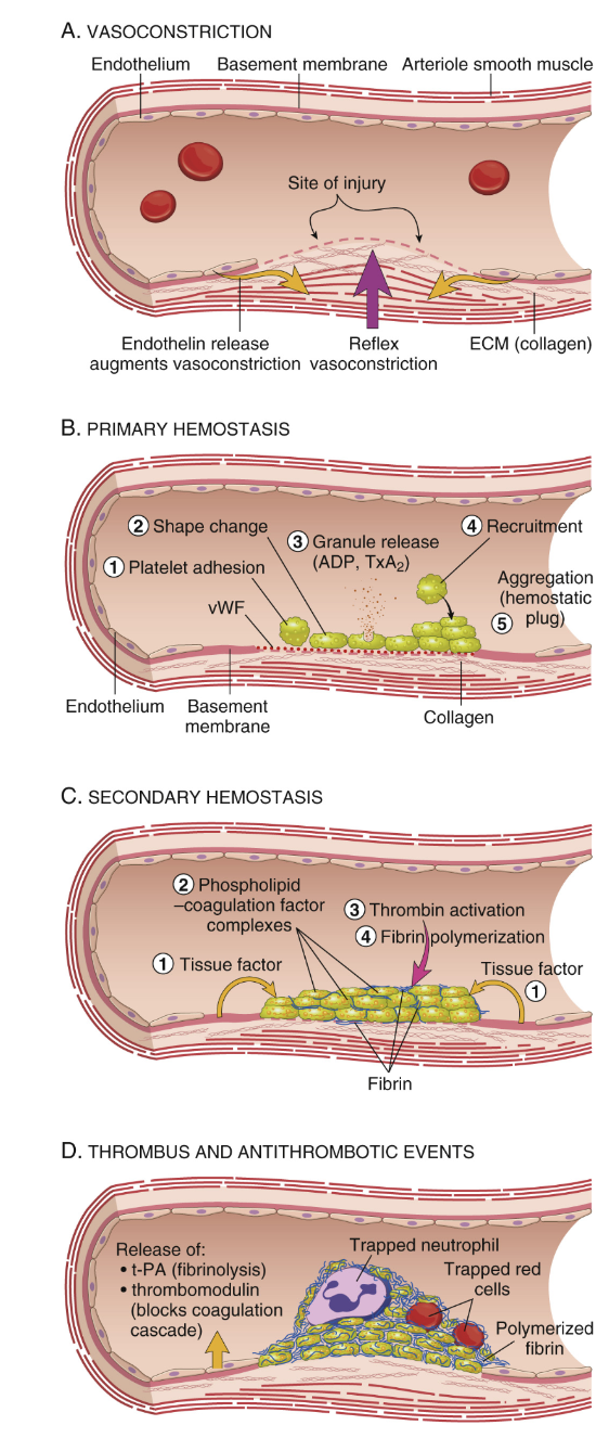 <ol><li><p><strong>Vasokonstriktion</strong>: Neurala reflexer från sympaticus gör att glattmuskulaturen kontraheras → vasokonstriktion. Effekten förstärks av endotelin (EC) och serotonin från dense granula.</p></li><li><p><strong>Primär hemostas</strong>: Aktivering av trombocyter som binder till aktivt vWF samt kollagen och genomgår morfologisk ändring → trombotisk plugg bildas. De släpper ut alfa- och dense granula samt får negativ laddning (vissa). TXA<sub>2</sub> och ADP rekryterar fler.</p></li><li><p><strong>Sekundär hemostas</strong>: Koagulationskaskaden. Det genererar en fibrinplugg och stabil tromb. Subendotelialt tissue factor binder FVII som nedströms aktiverar trombin som klyver fibrinogen → fibrin. FXIII korsbinder fibrinet kovalent.</p></li><li><p><strong>Stabilisering/reglering</strong>: Faktorer som reglerar koagulationen aktiveras; trombomodulin och t-PA. Fibrinolys sätts igång; plasminogen → plasmin.</p></li></ol>