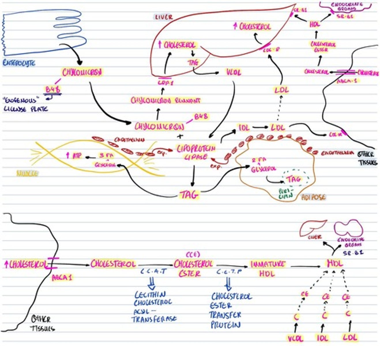 knowt flashcard image