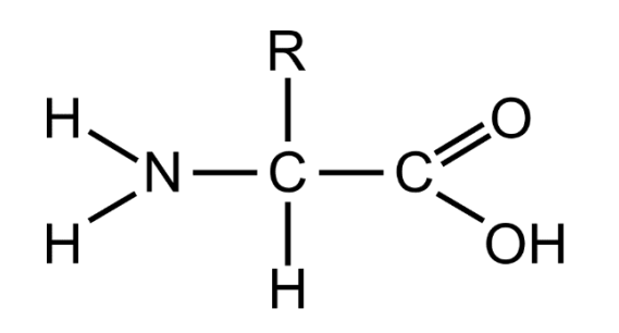 <p>Amino group, NH<sub>2</sub>, a carboxyl group, COOH, and a variable R group.</p>