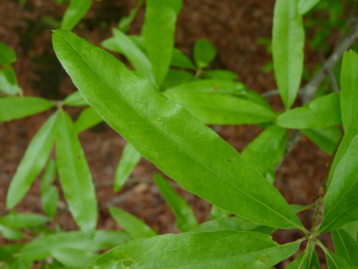 <p>ID Key: Long and skinny leaf, cluster of Imbricate buds</p>