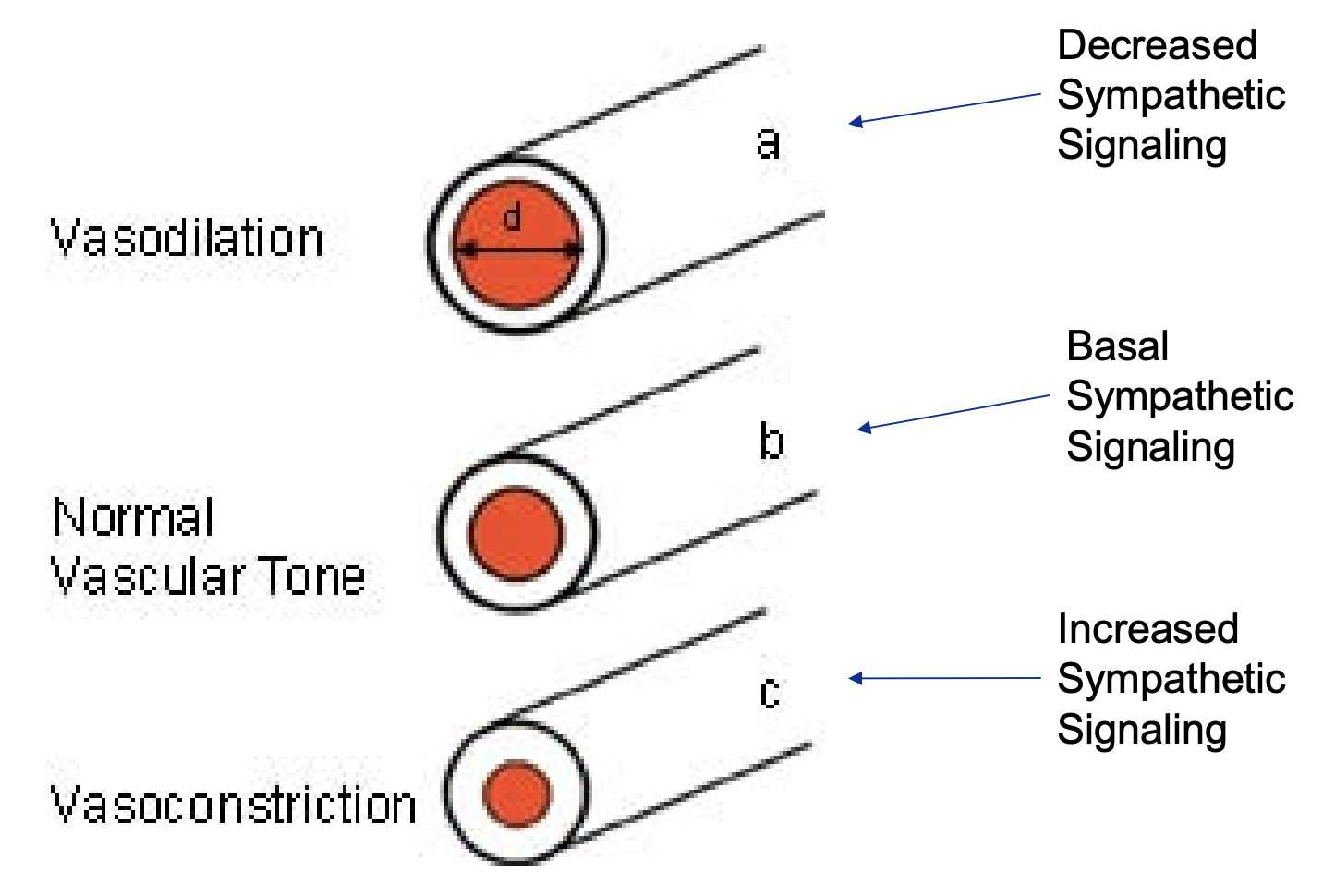 <ul><li><p>Arterial - smooth <strong>muscle</strong> tubes</p><ul><li><p>Contract (vasoconstriction) or relax (vasodilation)</p></li><li><p>Higher pressure when you drink water, lower when you’re dehydrated - natural pressure in bloodstream, always pushing against muscles</p></li></ul></li><li><p>Arteriolar smooth muscle has adrenergic receptors</p><ul><li><p>More SNS signaling = more contraction = Vasoconstriction</p><ul><li><p>No Muscarinic (PNS) because they don’t do anything during PNS</p></li></ul></li><li><p>Less SNS signaling = less contraction = Vasodilation</p></li><li><p>Always some pressure - Basal sympathetic signaling</p></li></ul></li></ul><p></p>
