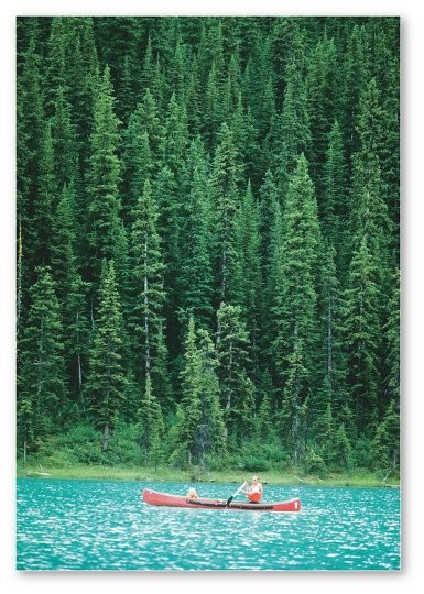 <p><span>This extensive biome is dominated by evergreen needleleaf forests</span></p>