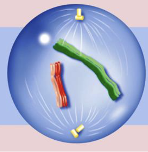 <p>which subphase in prophase I?</p>