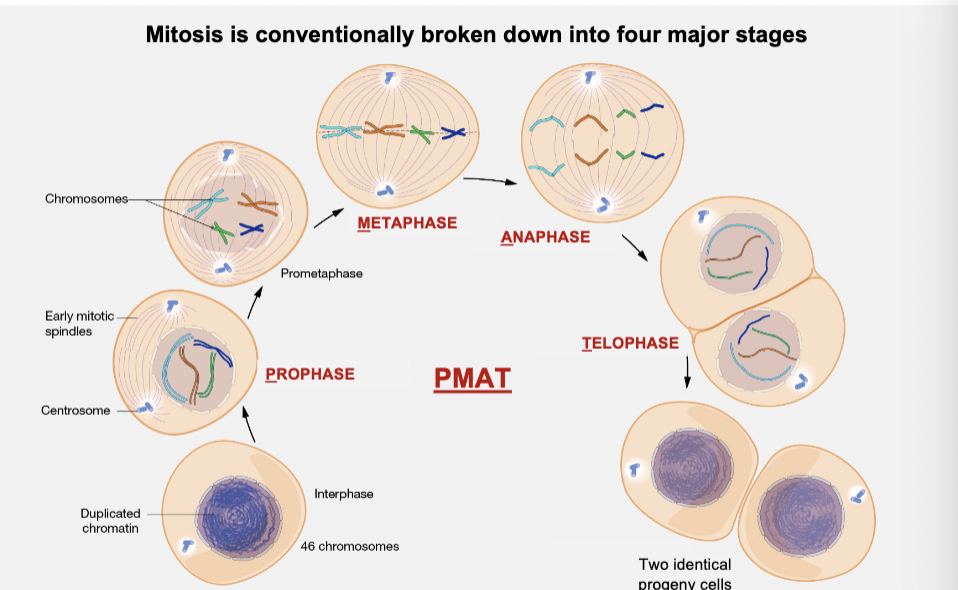 <p>prophase, metaphase, anaphase, telophase</p>