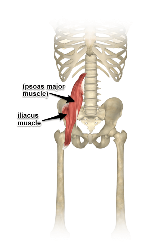 <p><span style="color: blue"><strong>C. Cơ lược </strong></span><span style="color: red"><strong>(iliacus muscle)</strong></span></p>