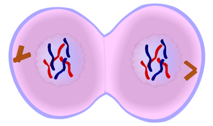 <p>•Nucleus membrane forms</p>
