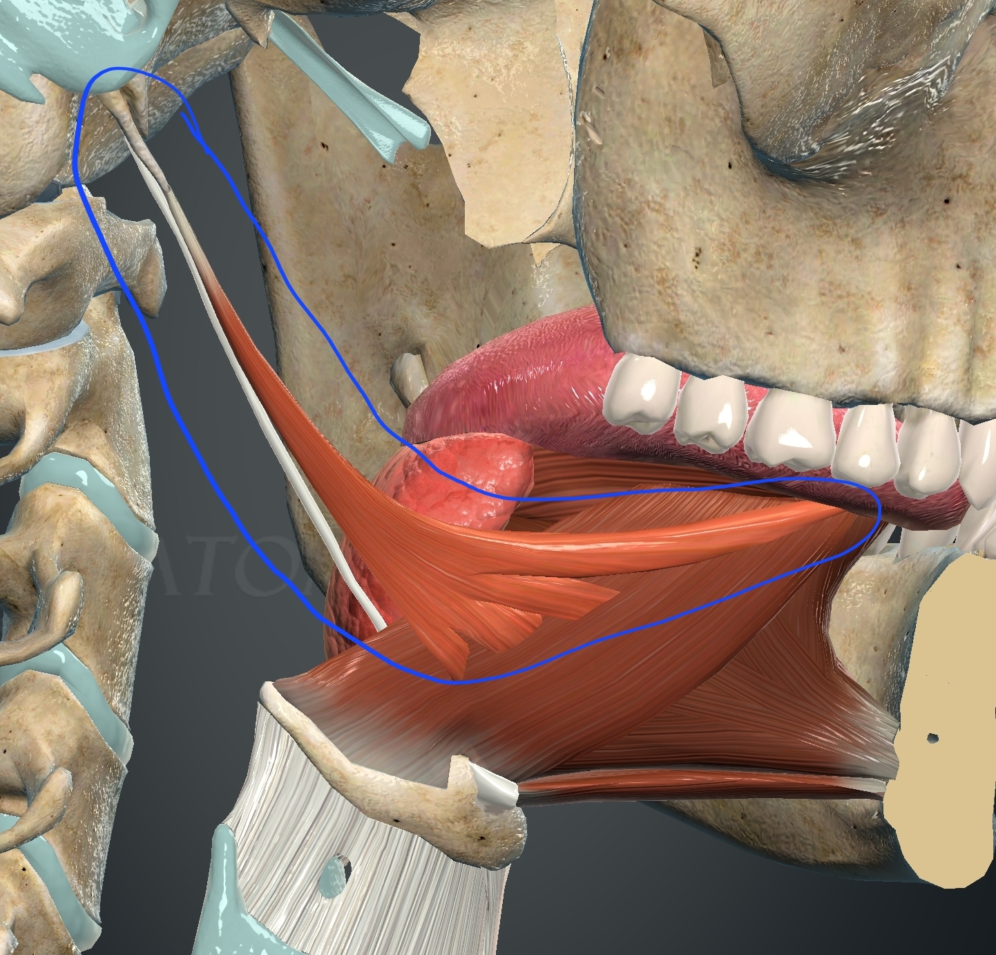 <p>What muscle is this?</p>