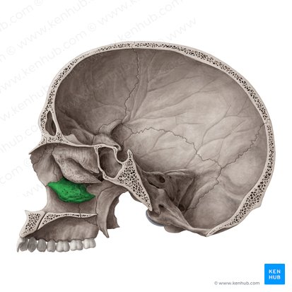 <p>Rolled up scrol, inside of nose</p>