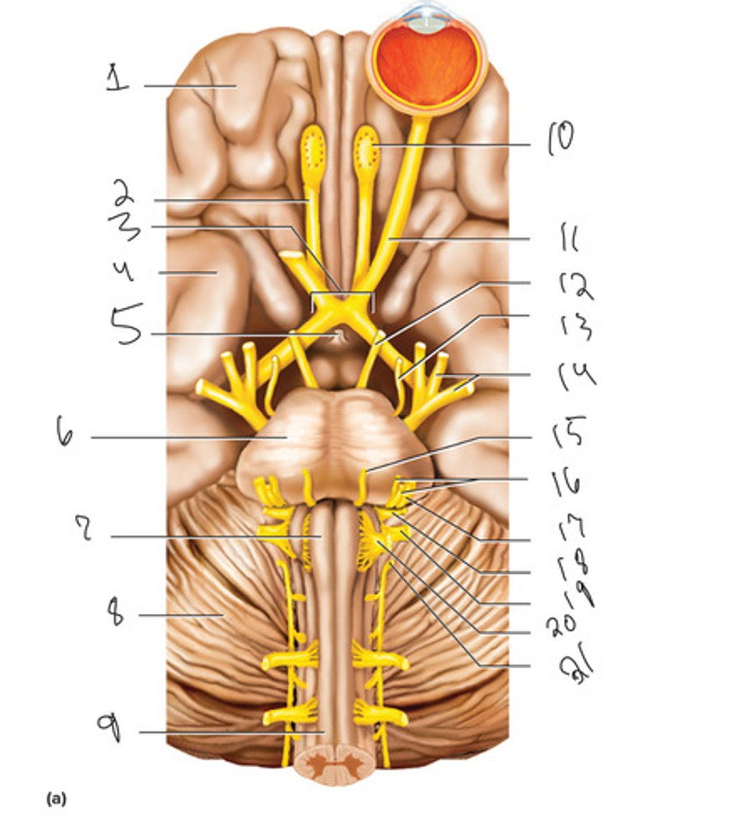 <p>What is number 15</p>