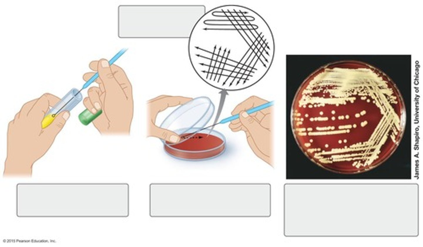<p>Technique where isolated colonies are obtained at the end of the streak</p>
