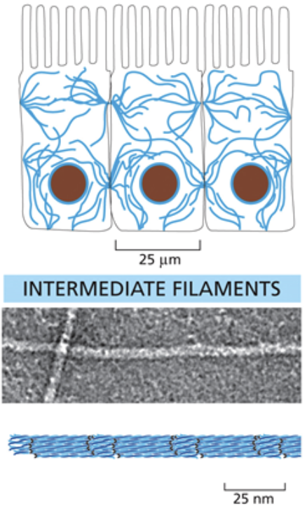 <ul><li><p>Midsized cytoskeletal molecule</p></li><li><p><span style="background-color: transparent;"><span>They are structured as symmetrical dimers; Long protein strands coil around each other, then those coils coil around each other. This makes it so it can snap without fully breaking</span></span></p></li><li><p><span style="background-color: transparent;"><span>Intermediate filaments are intermediately spaced within the entire cell and don’t have a clear formation</span></span></p></li><li><p><span style="background-color: transparent;"><span>These strands run antiparallel and do not have directionality</span></span></p></li><li><p><span style="background-color: transparent;"><span>They are made of a few different types of monomers</span></span></p></li><li><p><span style="background-color: transparent;"><span>They are usually connected to the membranes of cells to relieve mechanical stress and organize the cell</span></span></p></li><li><p><span style="background-color: transparent;"><span>Intermediate filaments link to the rest of the cytoplasm and anchor organelle using </span><u><span>plakins</span></u></span></p></li></ul><p></p>