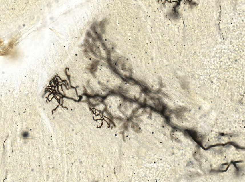 <p>neurons found btwn 2 layers on the cerebellum </p>